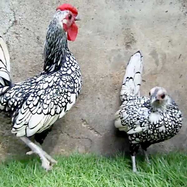 Gallo e gallina Sebright